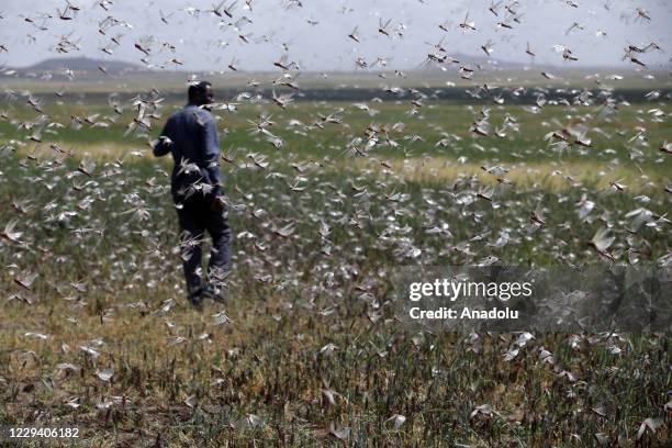 Swarms of grasshoppers are seen over the agricultural fields in Jigiiga capital of Somali region, Ethiopia on October 31, 2020.