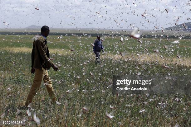 Swarms of grasshoppers are seen over the agricultural fields in Jigiiga capital of Somali region, Ethiopia on October 31, 2020.