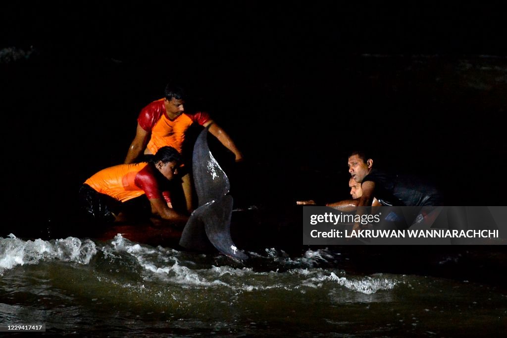 SRI LANKA-WHALES-ANIMAL-ENVIRONMENT