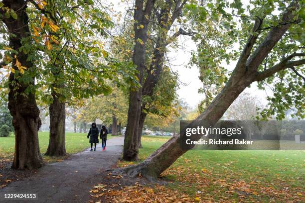 Two park users walk towards a beech tree which is leaning at forty-five degrees away from a path through a grove of others in Ruskin Park, a south...