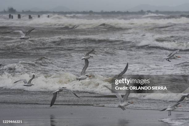 Seagulls fly during heavy winds caused by Eta Hurricane, at the Caribbean sea 300 km northern Tegucigalpa, on November 3, 2020. - Honduras'...