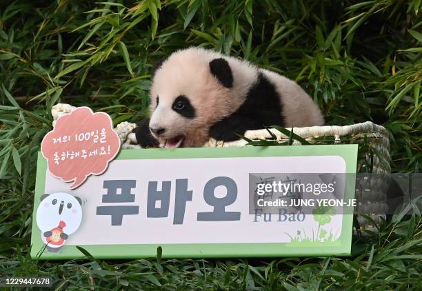Panda cub Fu Bao, who was born 107 days ago in South Korea, is pictured during a ceremony to reveal her name at Everland Amusement and Animal Park in...