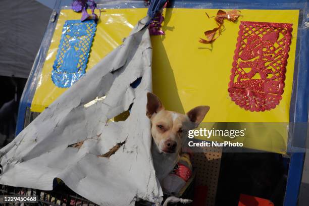 Dog aboard a mototaxi outside the Xico-Chalco Civil Pantheon, State of Mexico, just concluded the celebration of Day of the Dead in Mexico. The...