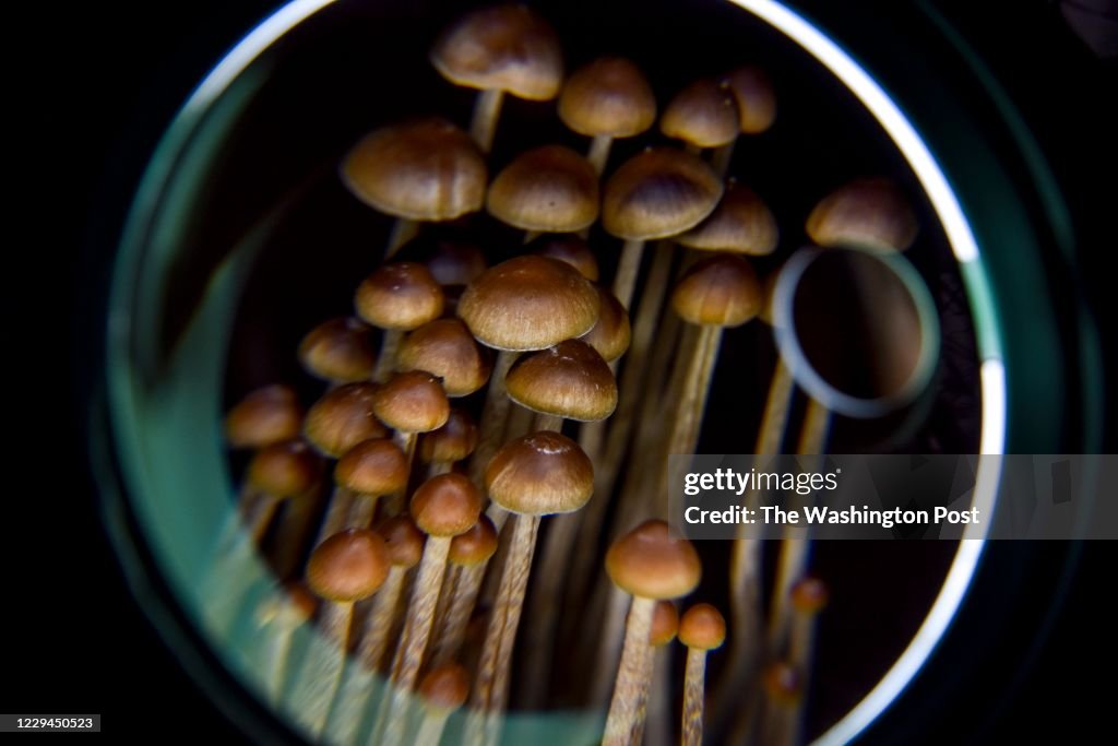 A Push to Legalize Psilocybin Mushrooms