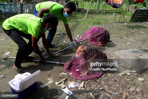 Bangladeshi health workers vaccinates a dog against rabies during a vaccinating program against rabies at Dhaka University area as part of the...