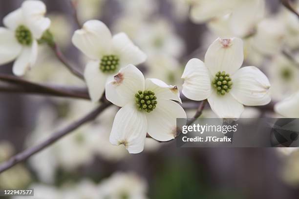 dogwood flowers in spring - dogwood stock pictures, royalty-free photos & images