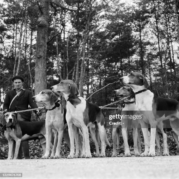 Hunters gather for a mounted stag-hunting, in October 1949 in the Rambouillet forest.