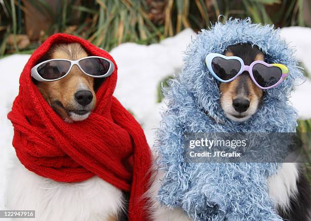 two shetland sheepdogs wearing sunglasses and scarves in winter - twee dieren stockfoto's en -beelden