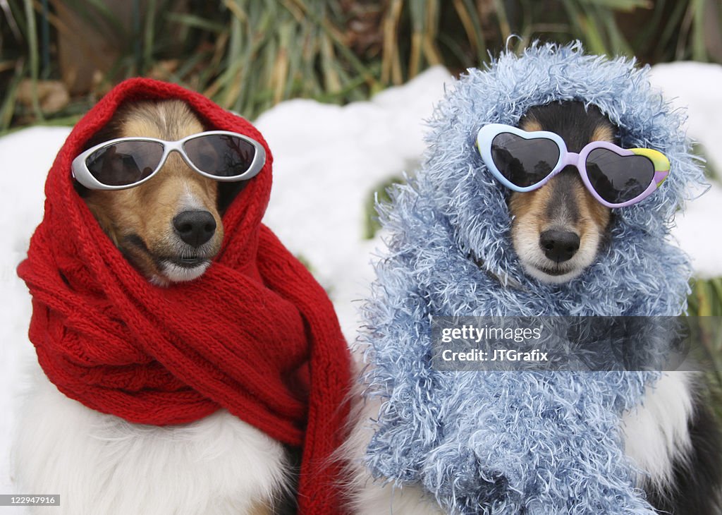 Two Shetland Sheepdogs Wearing Sunglasses and Scarves in Winter