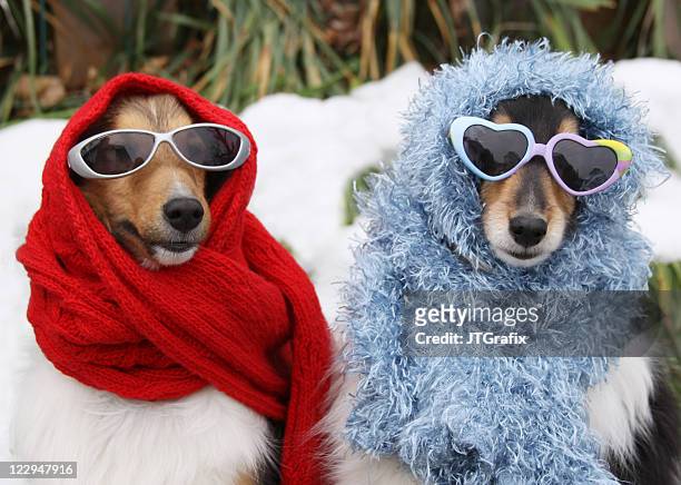 two shetland sheepdogs wearing sunglasses and scarves in winter - funny animals stock pictures, royalty-free photos & images