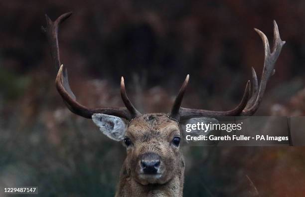 Fallow deer stag in Mersham le Hatch Deer Park near Ashford, Kent. One of a herd of around 100 fallow deer which were established in the 17th Century.