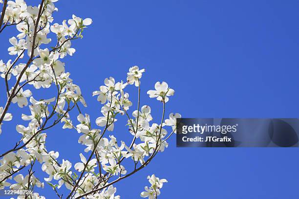 dogwood blossoms against blue sky with copy space - dogwood blossom 個照片及圖片檔