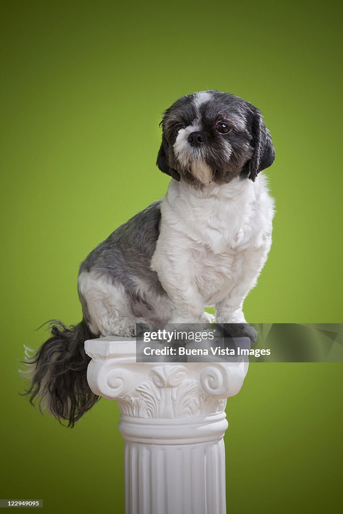 Dog on a column