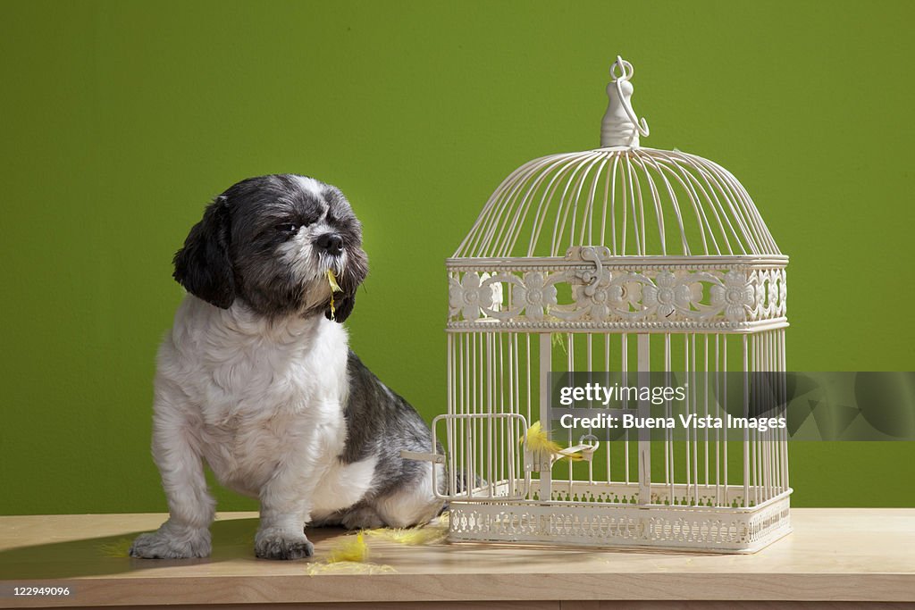 Dog close to a bird cage