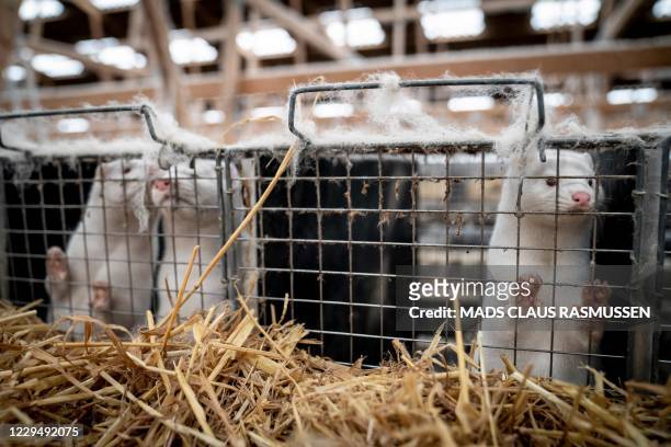 59 Mink Animal Cage Photos and Premium High Res Pictures - Getty Images