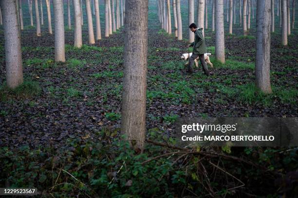 Truffle hunter Carlo Marenda and his dog Buc walk through the a forest in the Langhe Countryside as they search for white truffles in Roddi, near...