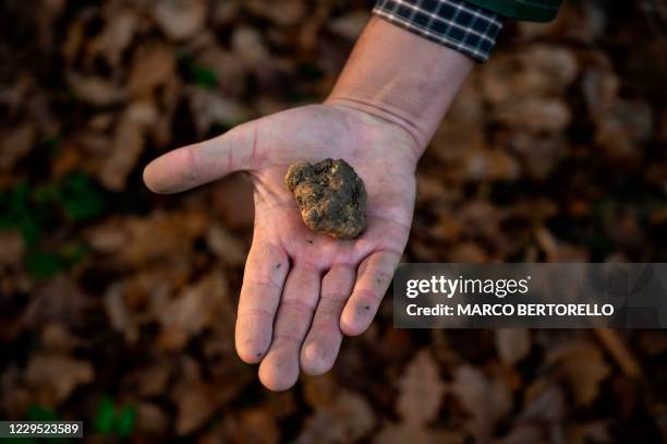Truffle hunter Carlo Marenda shows a white truffle found by his dog Buc in a forest in the Langhe Countryside in Roddi, near Alba, north-western...