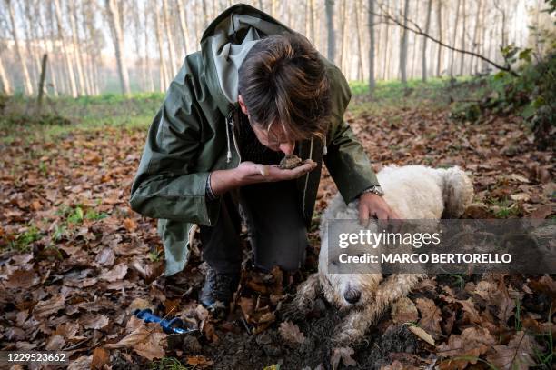 Truffle hunter Carlo Marenda smells a white truffle found by his dog Buc in a forest in the Langhe Countryside in Roddi, near Alba, north-western...