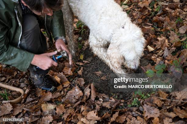 Truffle hunter Carlo Marenda and his dog Buc search for white truffles through the Langhe Countryside in Roddi, near Alba, north-western Italy, on...