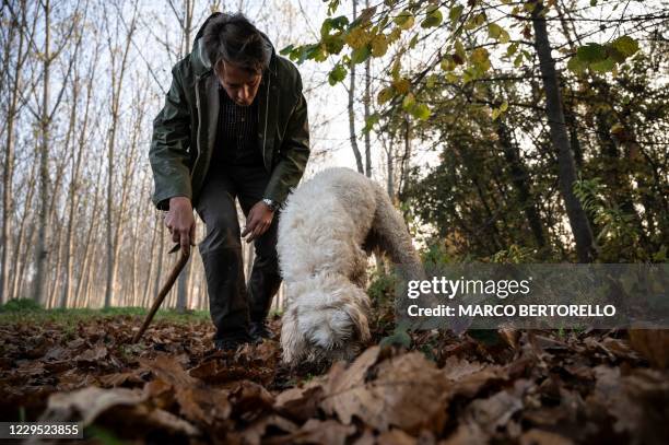 Truffle hunter Carlo Marenda and his dog Buc walk through a forest in the Langhe Countryside as they search for white truffles in Roddi, near Alba,...