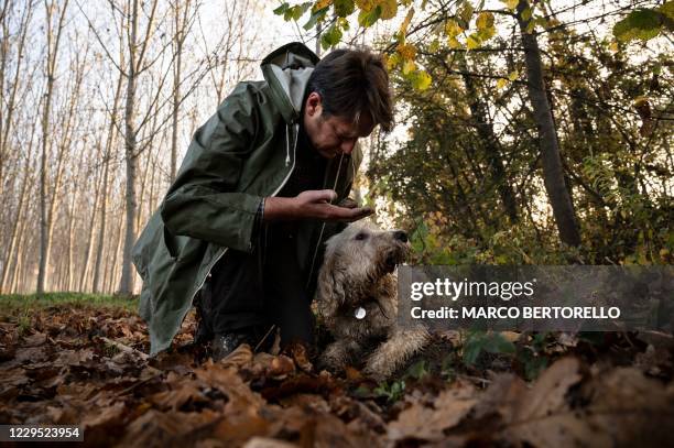 Truffle hunter Carlo Marenda holds a white truffle found by his dog Buc in a forest in the Langhe Countryside in Roddi, near Alba, north-western...