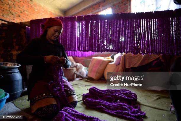 36yrs old Gita Nagarkoti weaving Gomphrena globosa 'makhmali flower' garlands to sell in market for the Tihar festival celebration at Bhaktapur,...