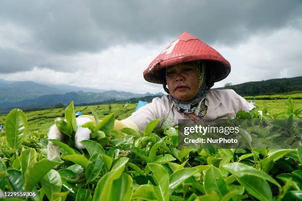 Sumatra Tea 14 Tea Plantation South Sumatra Stock Photos, High-Res Pictures, and ...