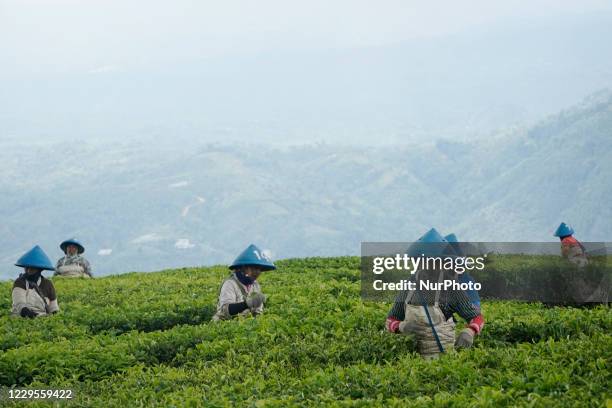 Sumatra Tea Tea Plantation South Sumatra Photos and Premium High Res Pictures ...