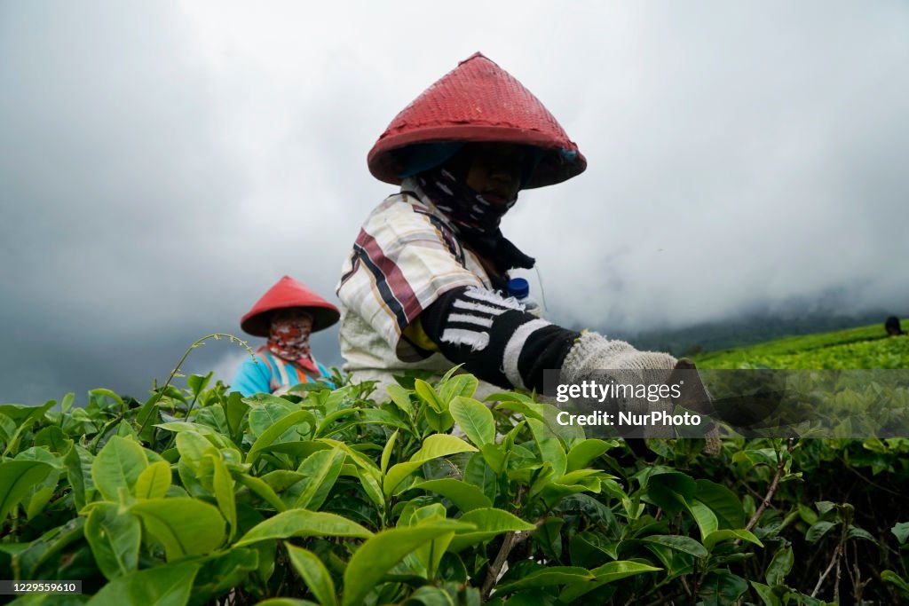 Sumatra Tea Women farmers picking tea at the Mount Dempo tea plantation owned by ...