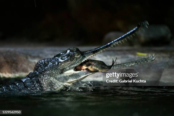 Gharial feeds on fish at Prague Zoo on November 10, 2020 in Prague, Czech Republic. Prague's zoo has started a new fundraising program for micro...