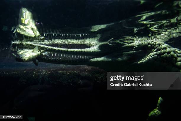 Gharial feeds on fish at Prague Zoo on November 10, 2020 in Prague, Czech Republic. Prague's zoo has started a new fundraising program for micro...