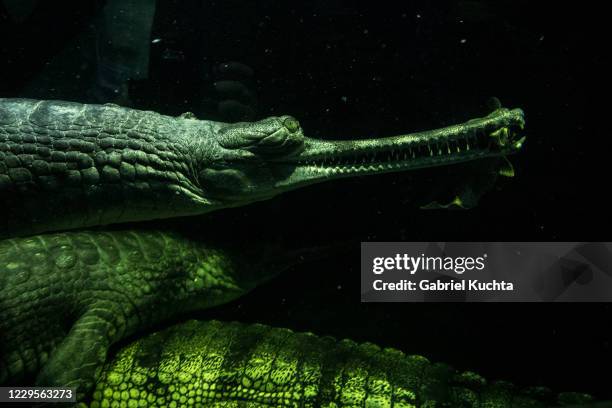 Gharial feeds on fish at Prague Zoo on November 10, 2020 in Prague, Czech Republic. Prague's zoo has started a new fundraising program for micro...