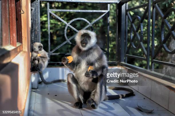 Vervet Monkey eats biscuits amid COVID-19 Pandemic in Shimla, Himacal Pradesh, India on 07 November 2020. Himachal Pradesh is a northern Indian state...