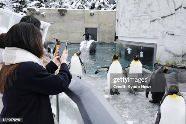 Visitors take photos of penguins at Asahiyama Zoo in Asahikawa in Hokkaido, northern Japan, on Nov. 11, 2020.