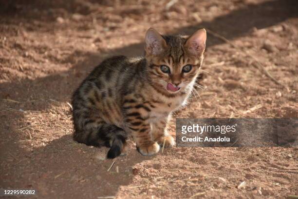 New born Bengal cat licks its lips at Gaziantep Zoo on November 12, 2020 in Turkey's eastern Gaziantep province. The cub is named Ruzgar meaning...