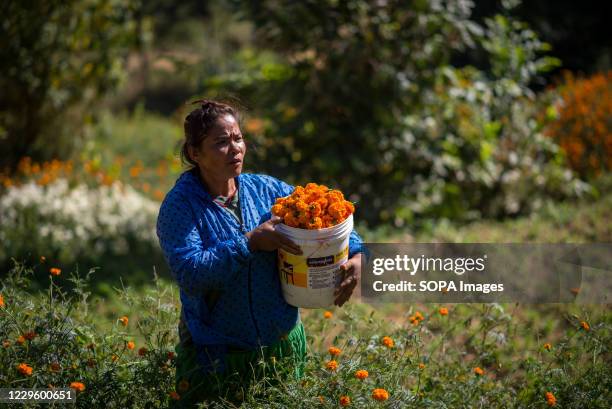 Woman carries a bucket of fresh harvested marigold flowers. Tihar is the second biggest festival of Nepal which is devoted to a different animal or...