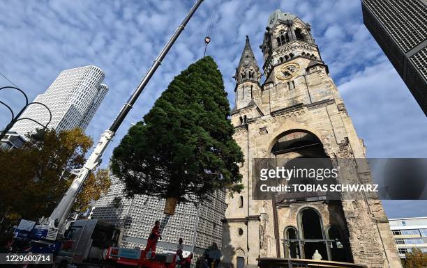 Giant Christmas tree hangs on a crane as preparations are under way for the Christmas market in front of the Kaiser-Wilhelm-Gedaechtniskirche on...
