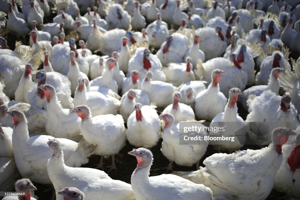 A Turkey Farm Ahead Of Thanksgiving Day