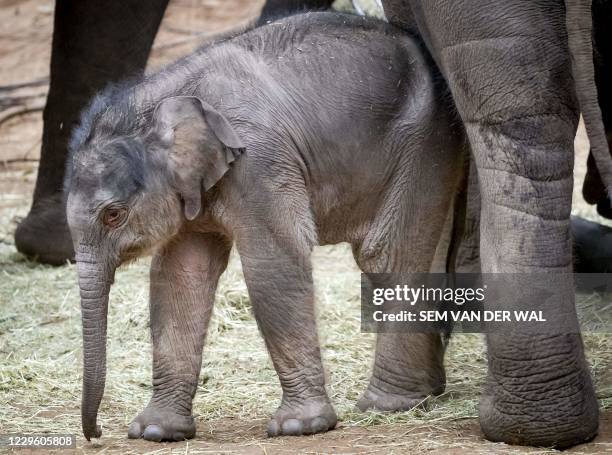 This picture shows Elephant Kina with her newborn calf Yindi at the Amersfoort Animal Park on November 13, 2020. / Netherlands OUT