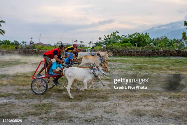 Participants spur their cows in the Karapan Sapi, it's such a bull racing tournament in Baliase Village, Sigi Regency, Central Sulawesi Province,...