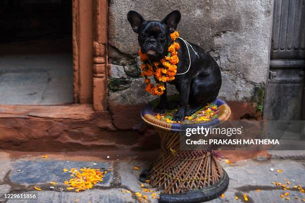 Dog decorated with flower garlands sits on a stool after worship as part of offerings for Tihar which is the local name for Diwali, the Hindu...