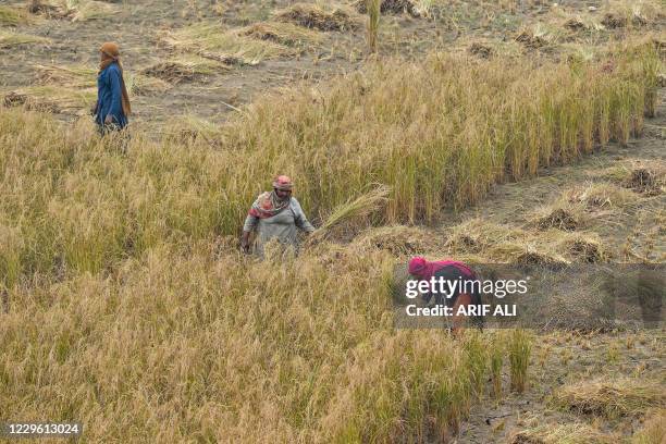 Farmers harvest rice in a field in Lahore on November 14, 2020.