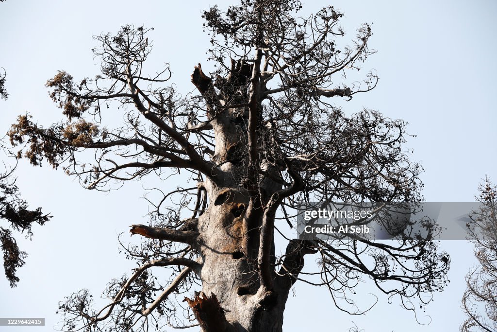 The ecological impacts of the Castle fire on giant sequoia groves in the Alder Creek Grove and the neighboring Giant Sequoia National Monument.