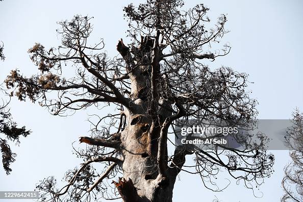 The ecological impacts of the Castle fire on giant sequoia groves in the Alder Creek Grove and the neighboring Giant Sequoia National Monument. The ecological impacts of the Castle fire on giant sequoia groves in the Alder Creek Grove and the neighboring Giant Sequoia National Monument.