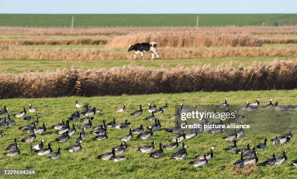 November 2020, Schleswig-Holstein, Nordstrand: Greylag geese sit on a field and rest while a cow passes by in the background. Photo: Daniel...