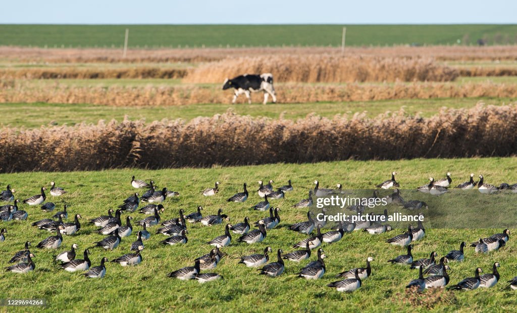 Grey geese
