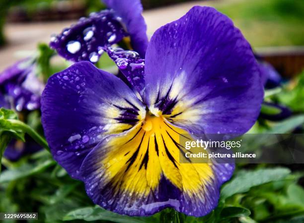 May 2020, Brandenburg, Oranienburg: Pansies bloom in the Oranienburg castle park. Photo: Paul Zinken/dpa-Zentralbild/ZB