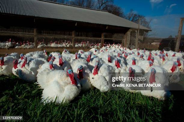 Turkeys are seen outside a barn at a farm in Orefield, Pennsylvania, on November 20 ahead of the Thanksgiving holiday.