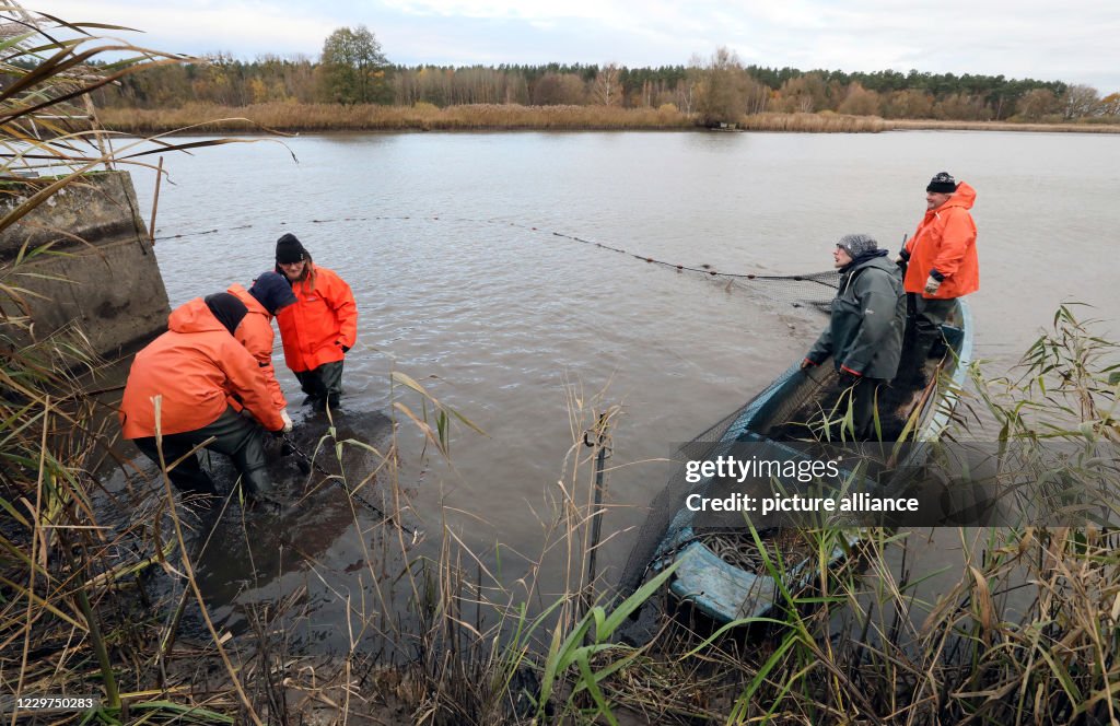 Sturgeons instead of carp