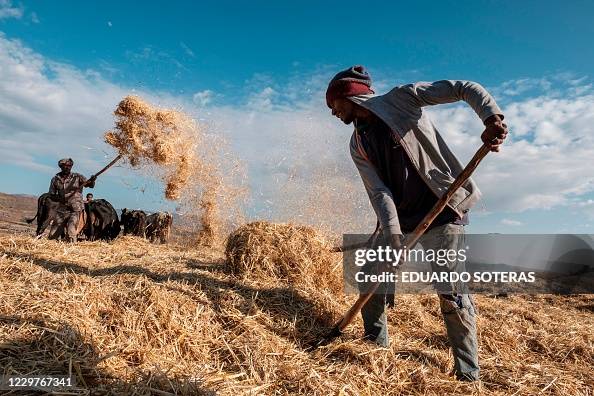 Chaff Def Farmers threshes wheat to loosen the edible grain from the chaff in ...